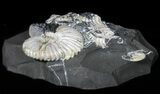 Iridescent Deschaesites Ammonite Cluster #50762-2